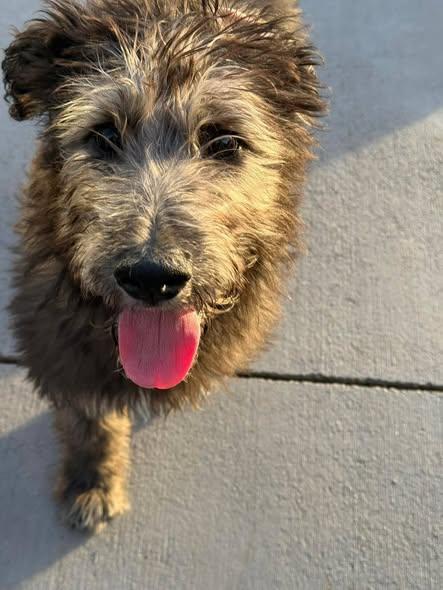 Enlarge Fozzie, an adopted Mixed Breed in Grand Island, NE image 1/3