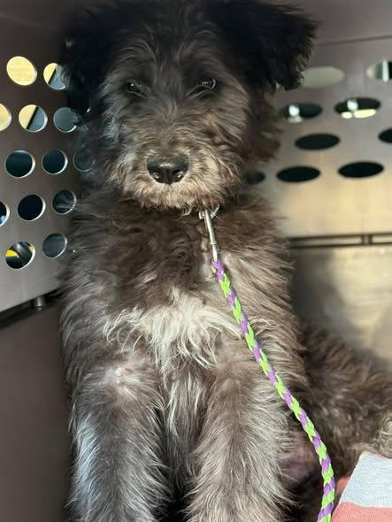 Enlarge Fozzie, an adopted Mixed Breed in Grand Island, NE image 2/3