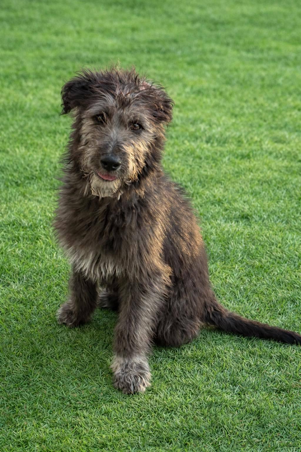 Enlarge Fozzie, an adopted Mixed Breed in Grand Island, NE image 3/3