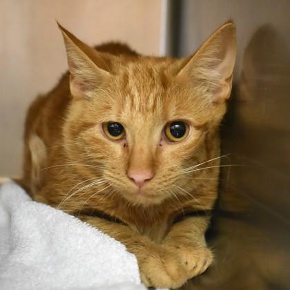 Enlarge Budress, a Adoptable Domestic Short Hair in Flagstaff, AZ image 2/3