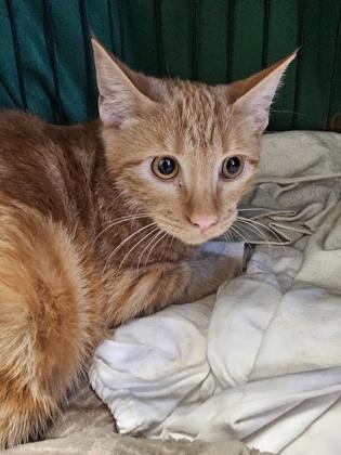 Enlarge Budress, a Adoptable Domestic Short Hair in Flagstaff, AZ image 3/3