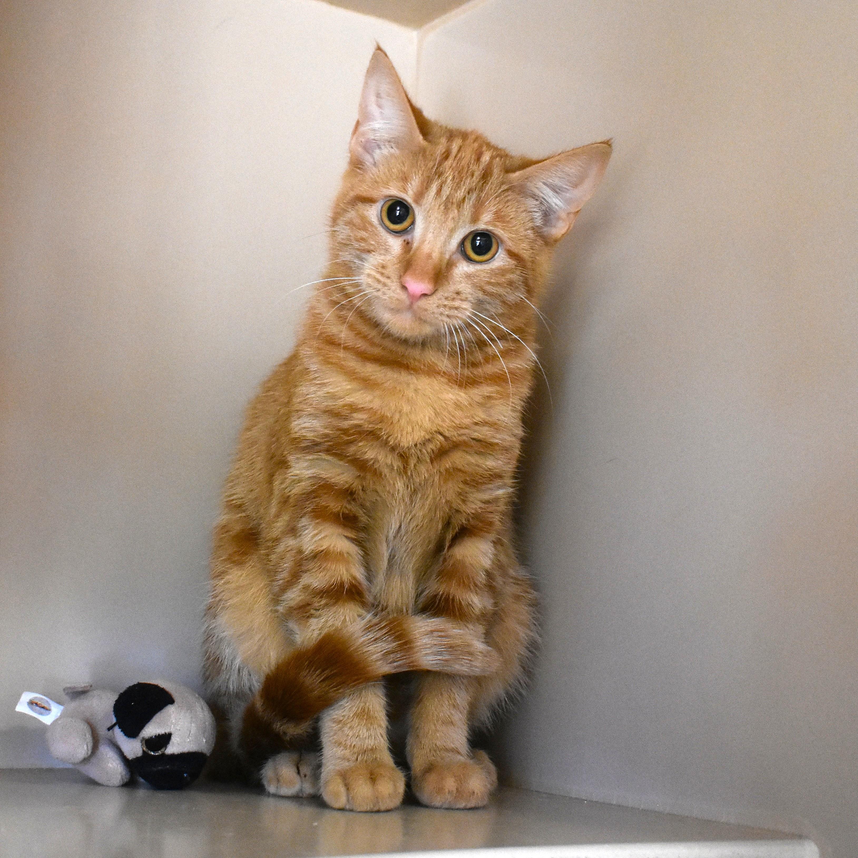 Budress, Adoptable, Young Female Domestic Short Hair.