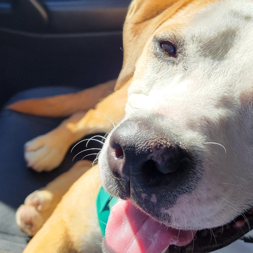 Benedict — thumbnail 2