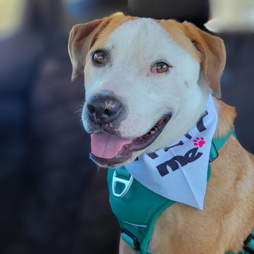 Benedict — thumbnail 4