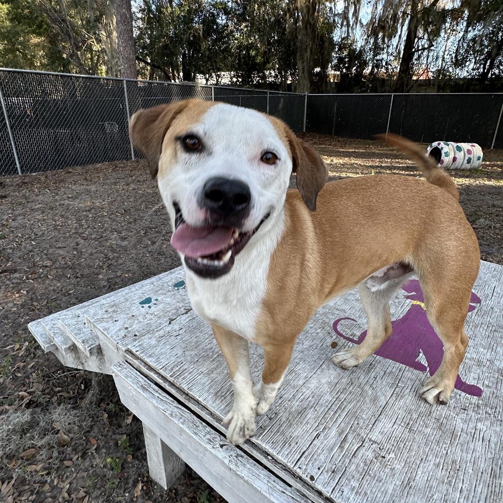 Benedict — thumbnail 6