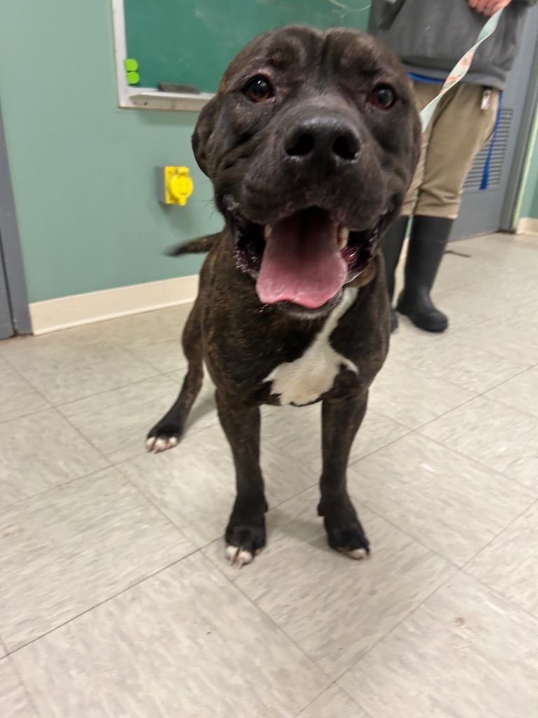 Enlarge Hercules, a Adoptable Bullmastiff in Mineral, VA image 1/4