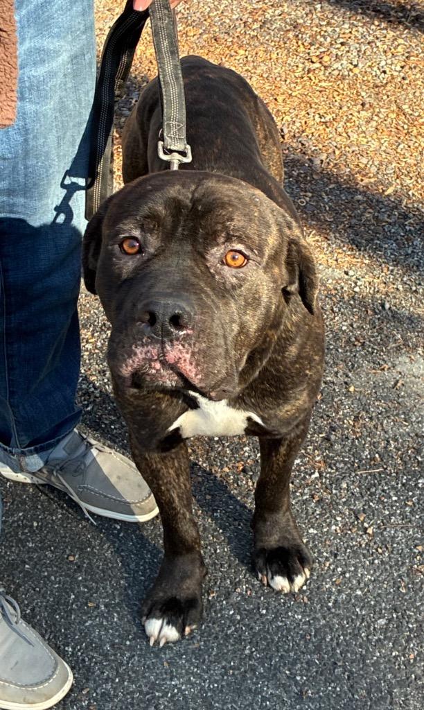Enlarge Hercules, a Adopted Bullmastiff in Mineral, VA image 1/1