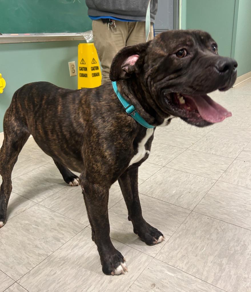 Enlarge Hercules, a Adoptable Bullmastiff in Mineral, VA image 3/4