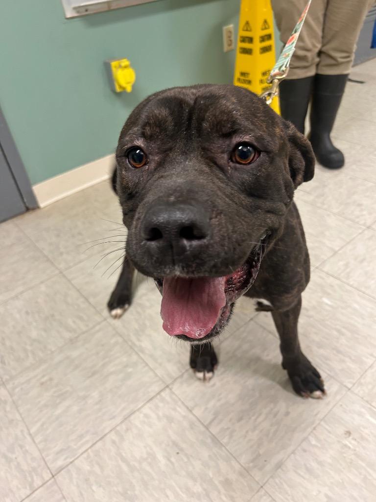 Enlarge Hercules, a Adoptable Bullmastiff in Mineral, VA image 4/4