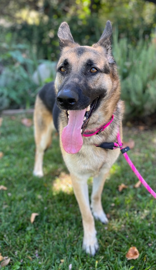 DIANA, Adoptable, Adult Female German Shepherd Dog.