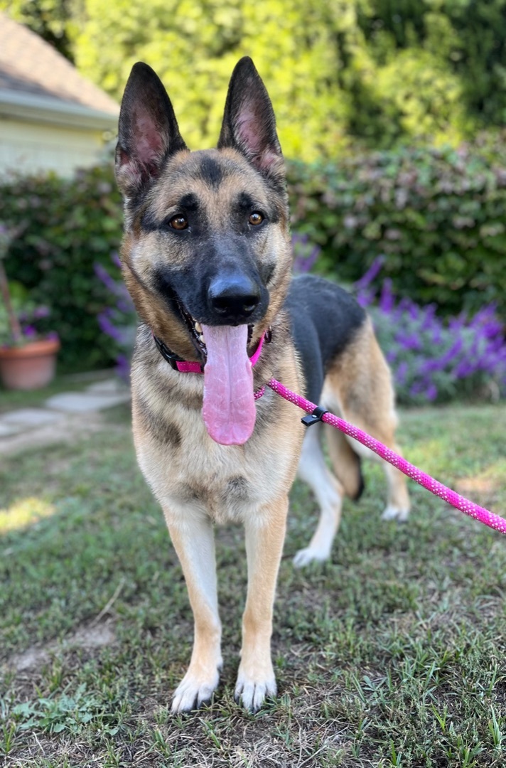 Enlarge DIANA, a Adoptable German Shepherd Dog in San Marcos, CA image 2/5