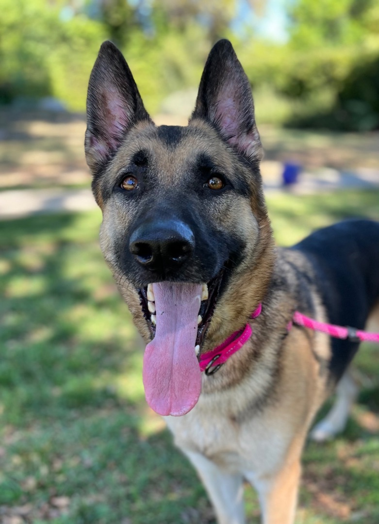 Enlarge DIANA, a Adoptable German Shepherd Dog in San Marcos, CA image 3/5