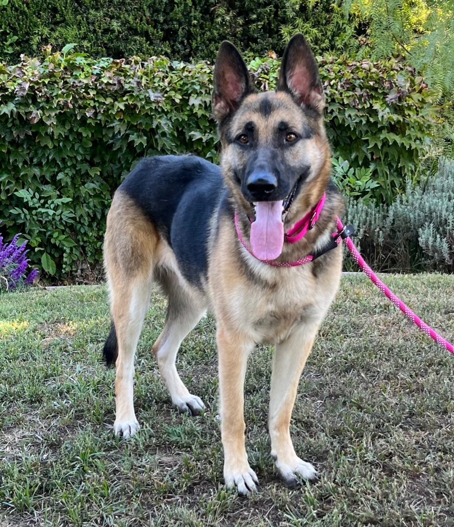 Enlarge DIANA, a Adoptable German Shepherd Dog in San Marcos, CA image 4/5
