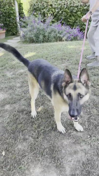 Enlarge DIANA, a Adoptable German Shepherd Dog in San Marcos, CA video 5/5