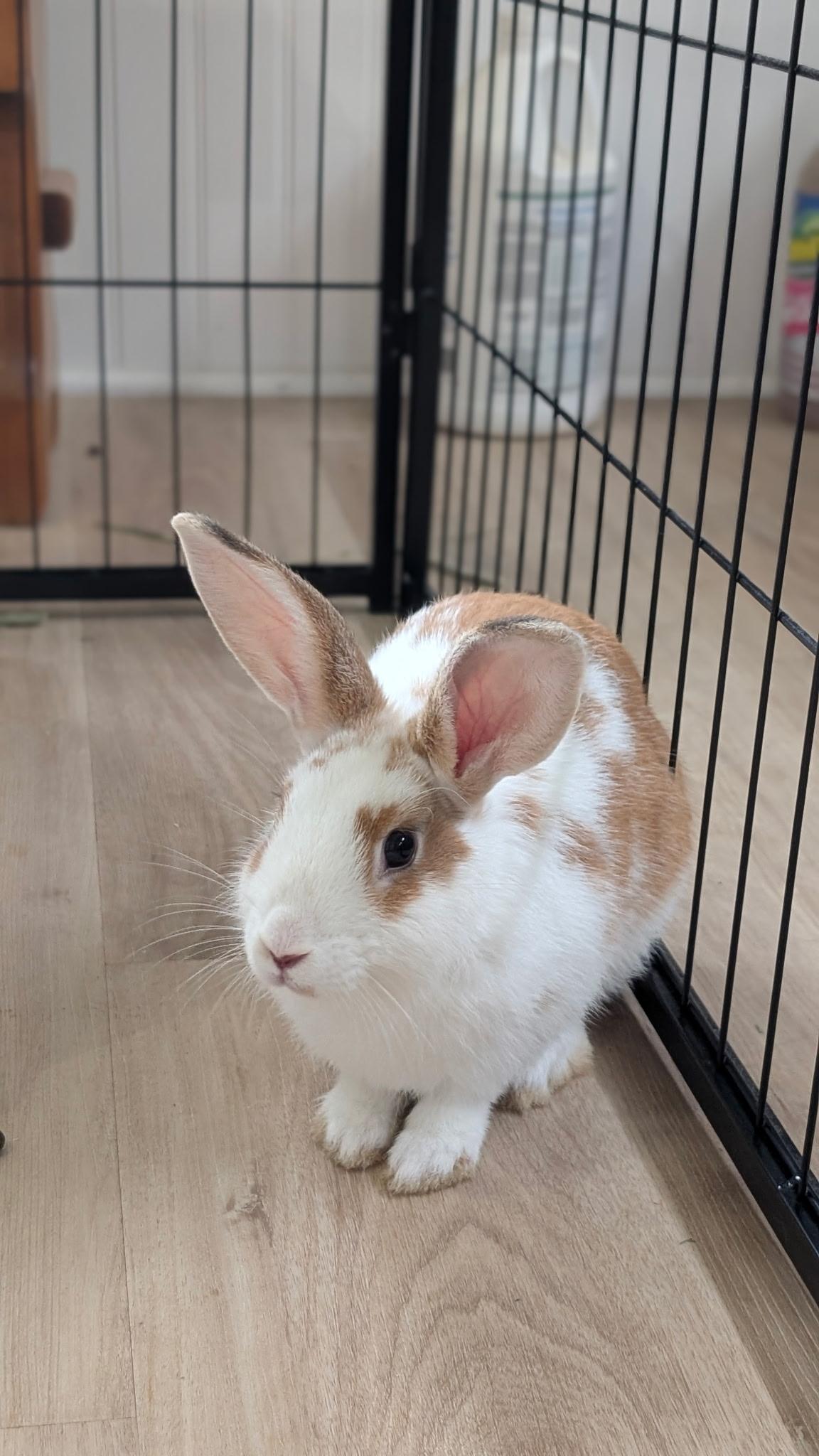 Brandy, ADOPTABLE, Young Female Dwarf.
