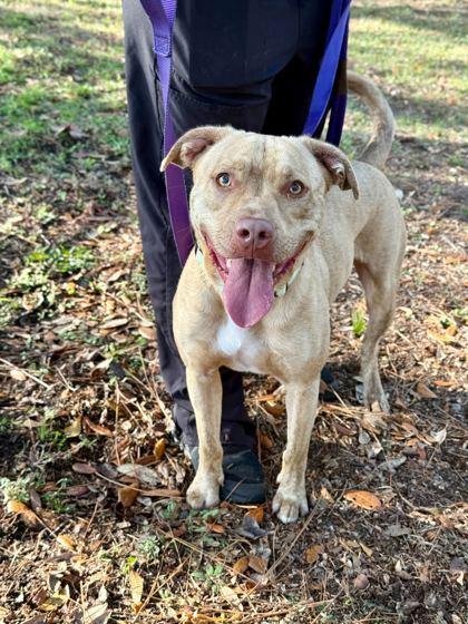 Riley - 2, Adoptable, Young Male Mixed Breed & Mixed Breed.
