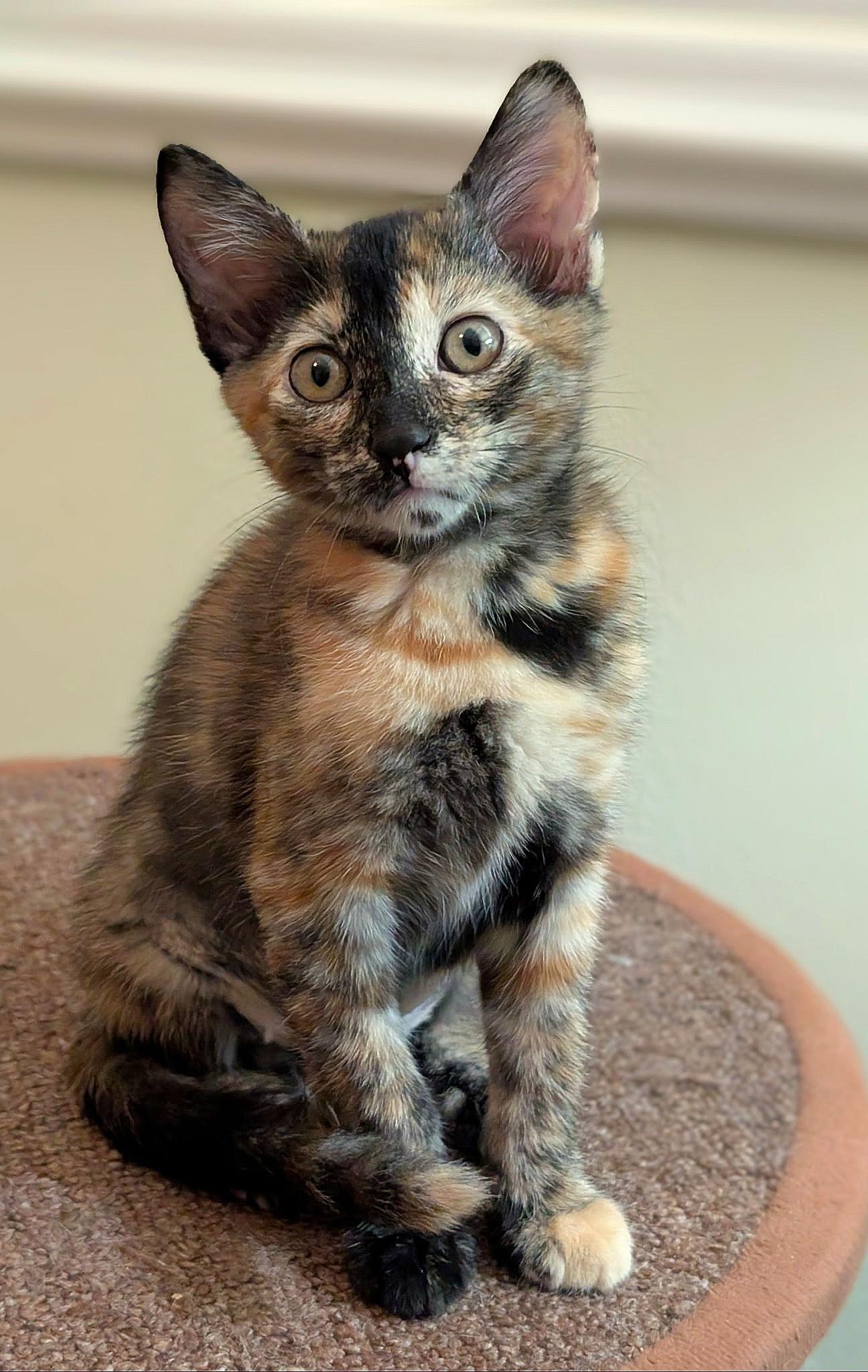 Tigerlily, Adopted, Kitten Female Tortoiseshell & Domestic Short Hair.