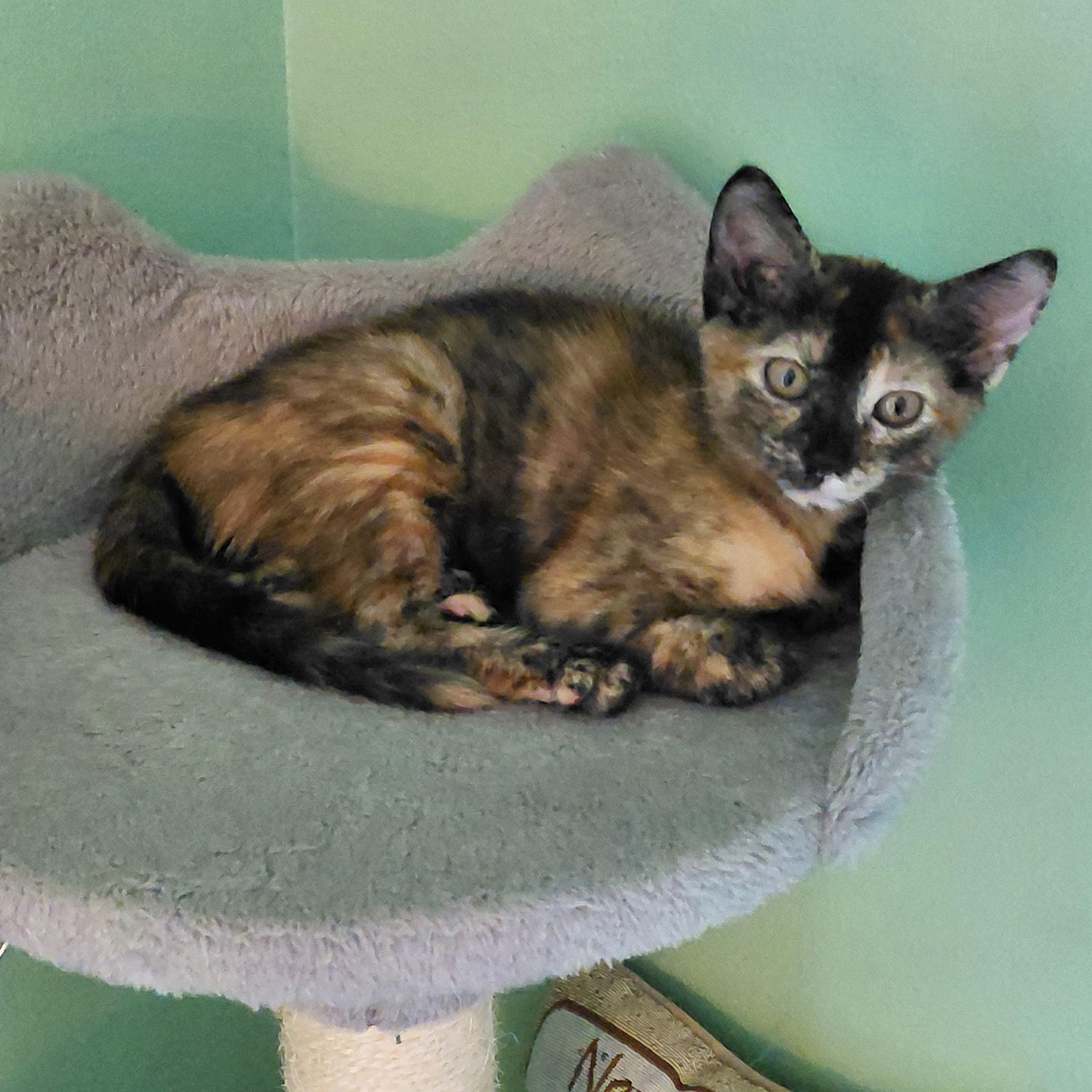 Tigerlily, a Adopted mixed breed in Melbourne, FL image 2/3