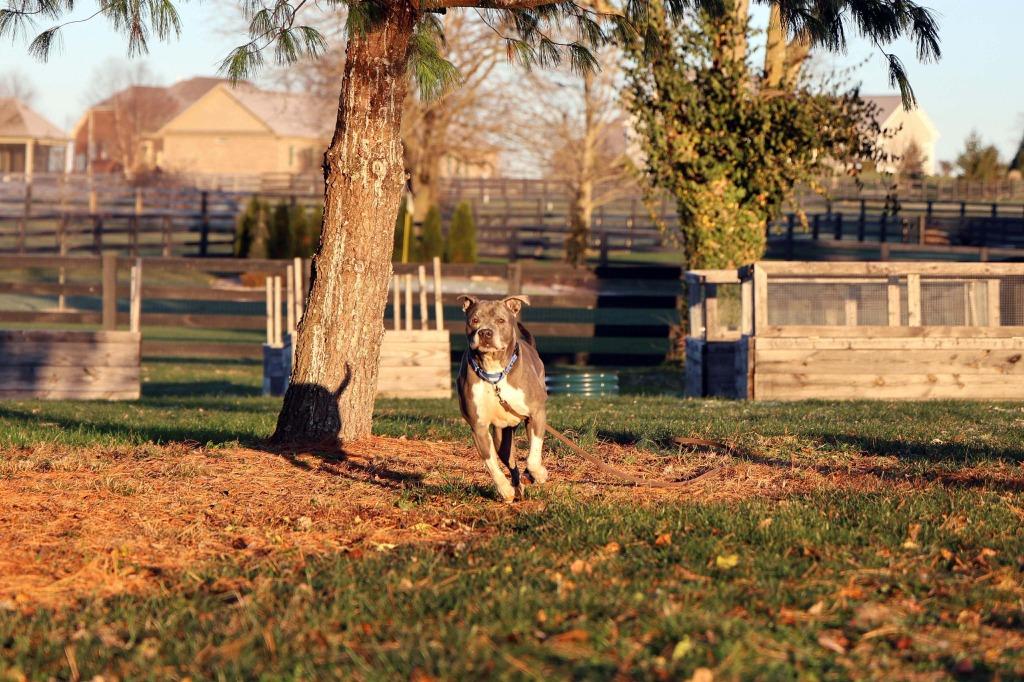 Clooney, a Adoptable Pit Bull Terrier in Lexington, KY image 2/6