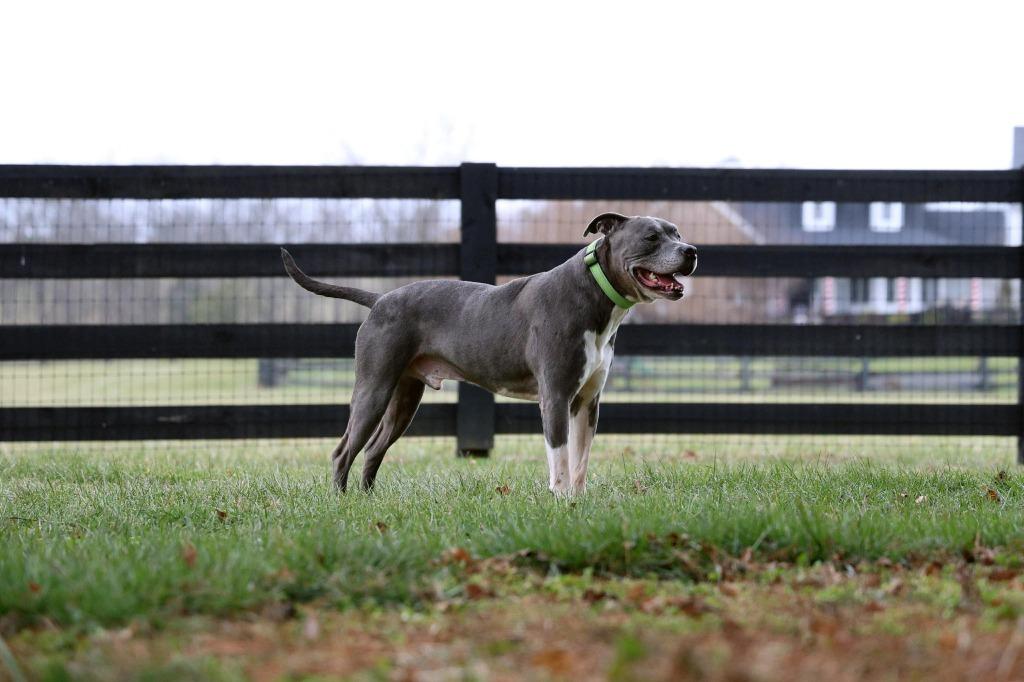 Clooney, a Adoptable Pit Bull Terrier in Lexington, KY image 3/6