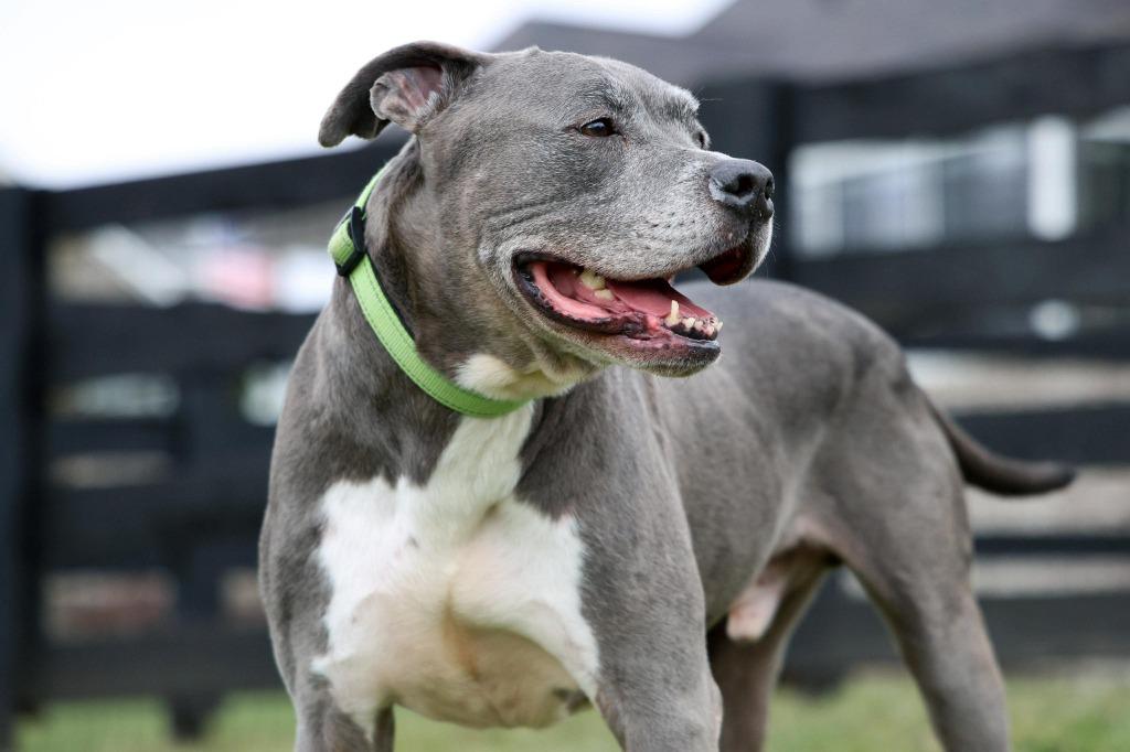 Clooney, a Adoptable Pit Bull Terrier in Lexington, KY image 1/6