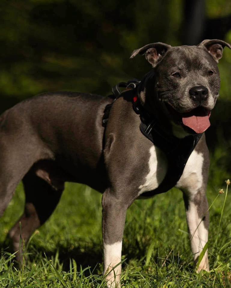 Clooney, a Adoptable Pit Bull Terrier in Lexington, KY image 2/6