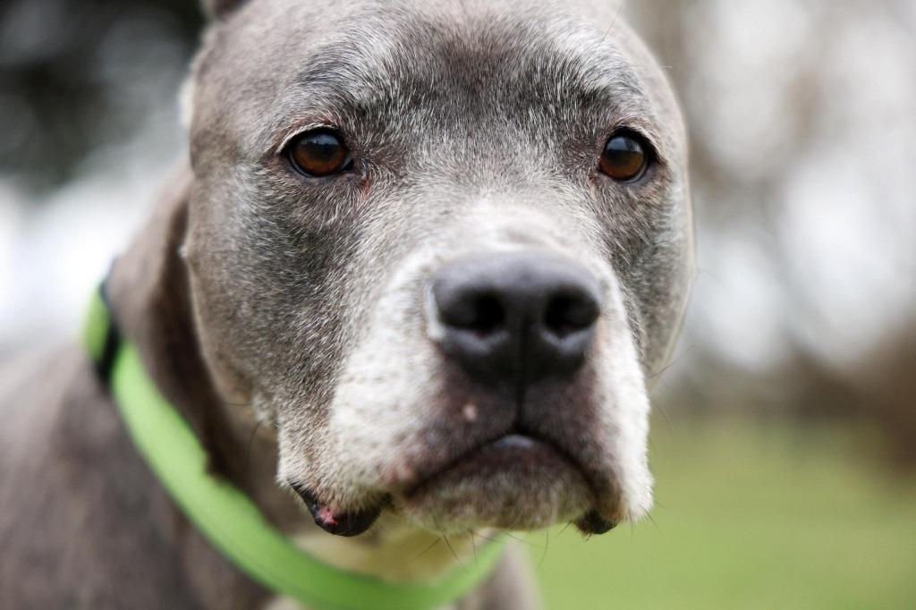 Clooney, a Adoptable Pit Bull Terrier in Lexington, KY image 4/6
