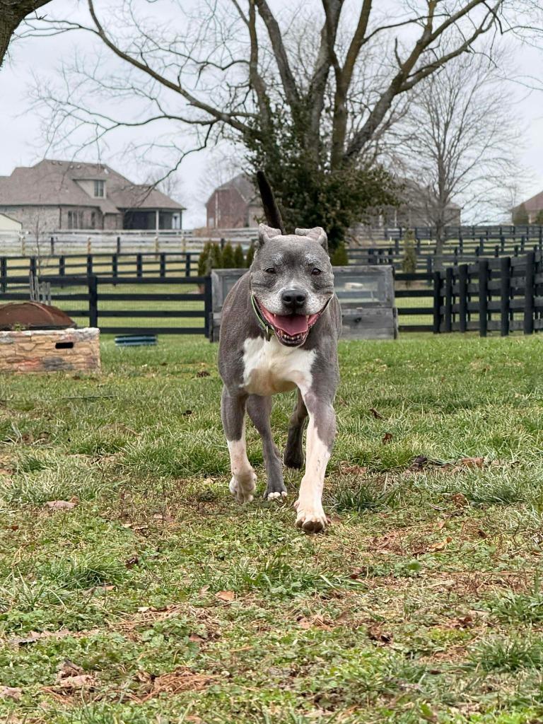 Clooney, a Adoptable Pit Bull Terrier in Lexington, KY image 5/6