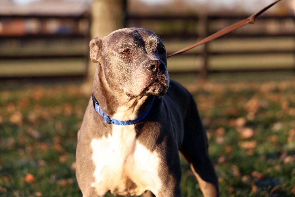 Clooney, a Adoptable Pit Bull Terrier in Lexington, KY image 6/6