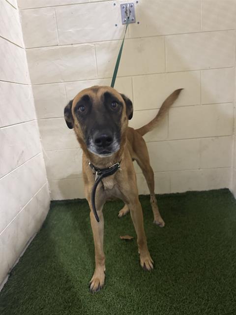 A1253996, Adoptable, Adult Male Belgian Shepherd / Malinois & Mixed Breed.