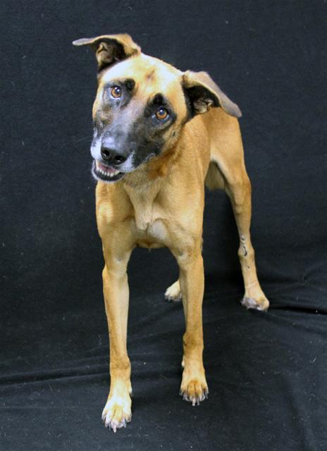 OZZY, Adoptable, Adult Male Belgian Shepherd / Malinois & Mixed Breed.
