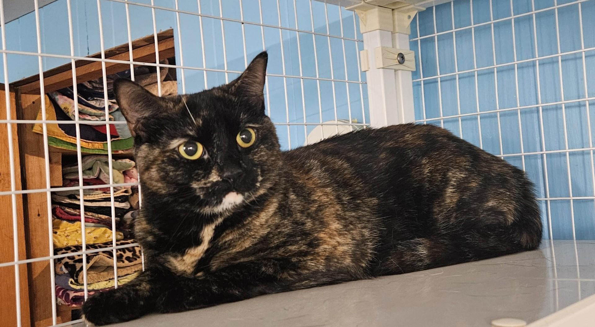 Pebbles, ADOPTABLE, Adult Female Tortoiseshell.