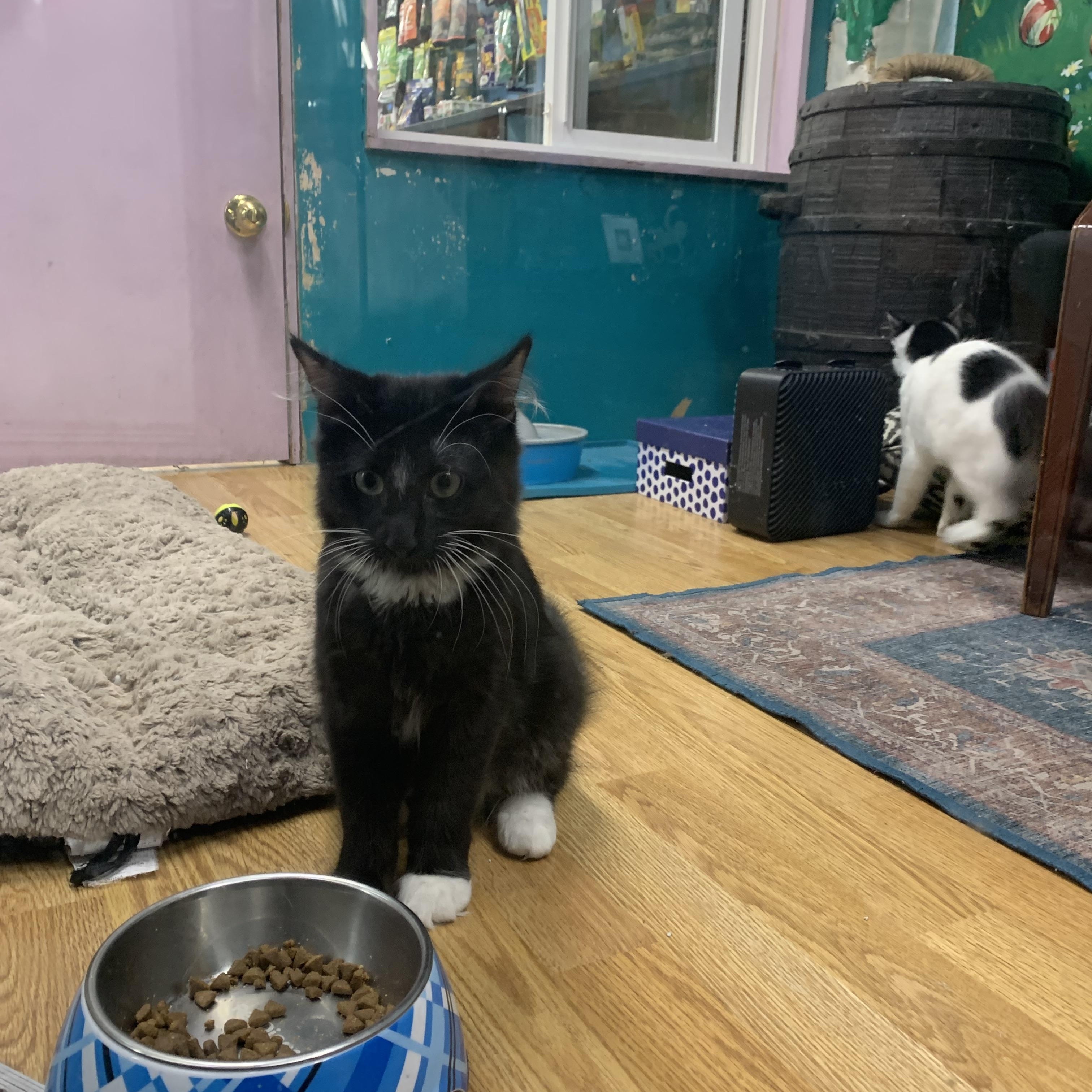 Enlarge Tilly, an adopted Domestic Long Hair in Kelso, WA image 3/6