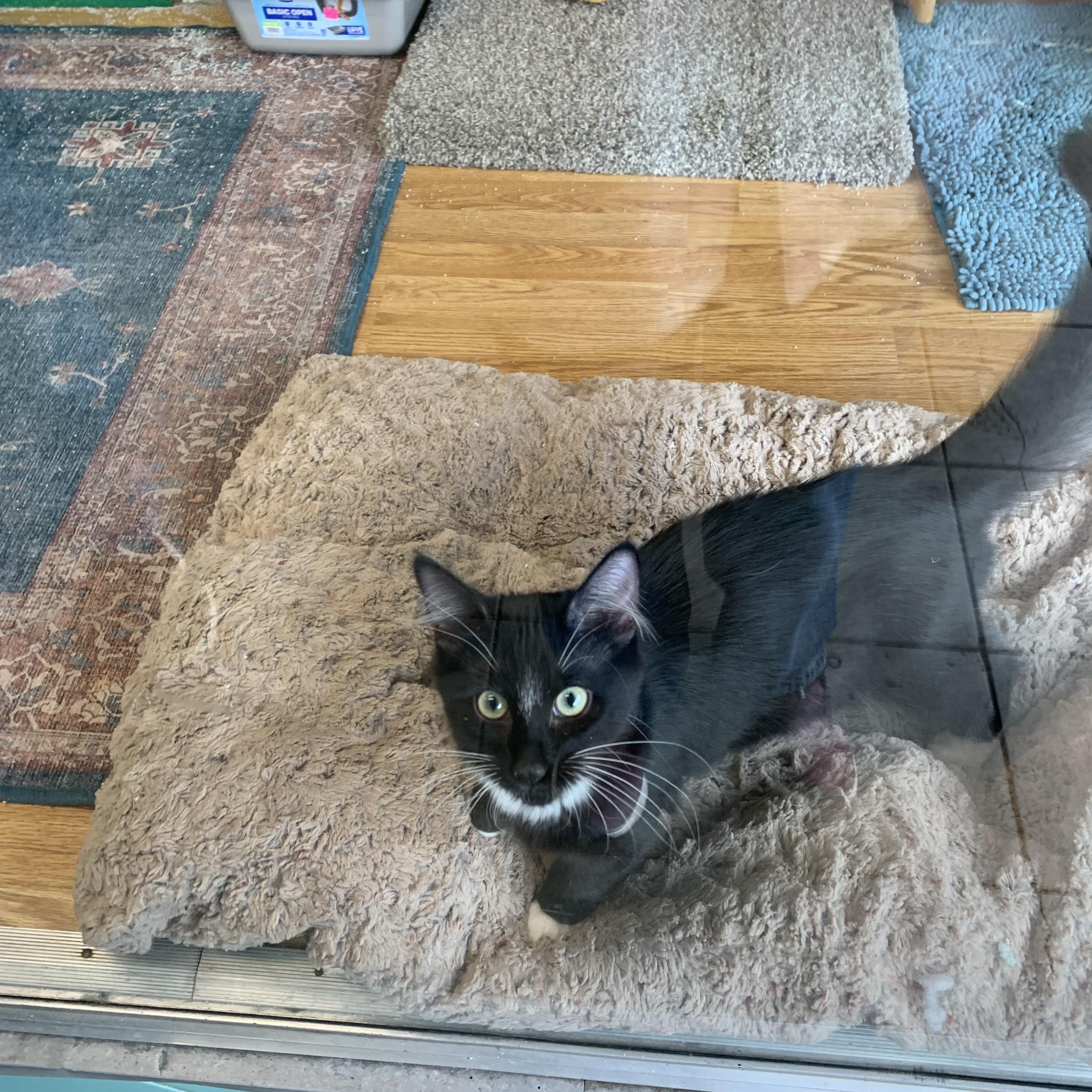 Enlarge Tilly, an adopted Domestic Long Hair in Kelso, WA image 6/6