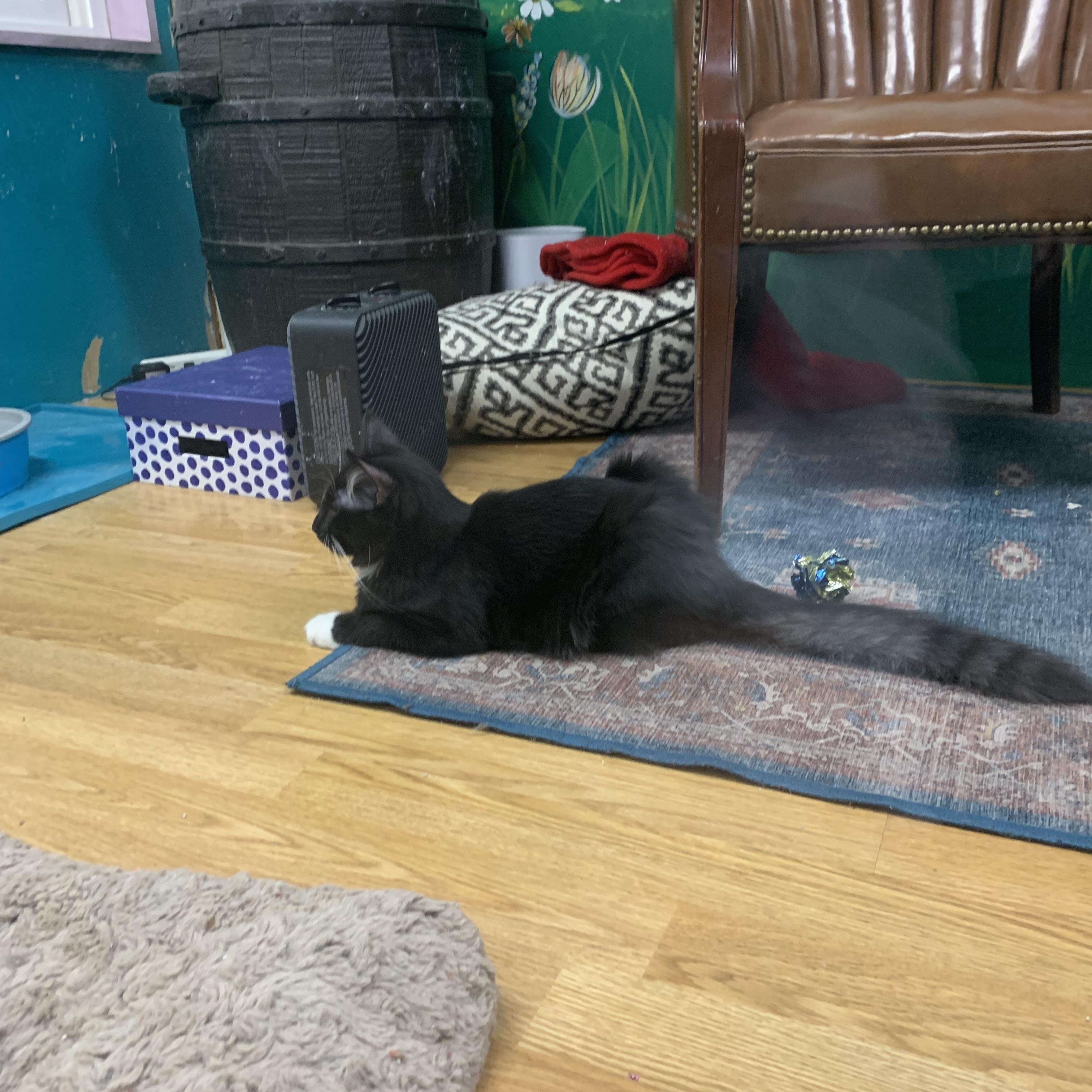 Enlarge Tilly, an adopted Domestic Long Hair in Kelso, WA image 4/6