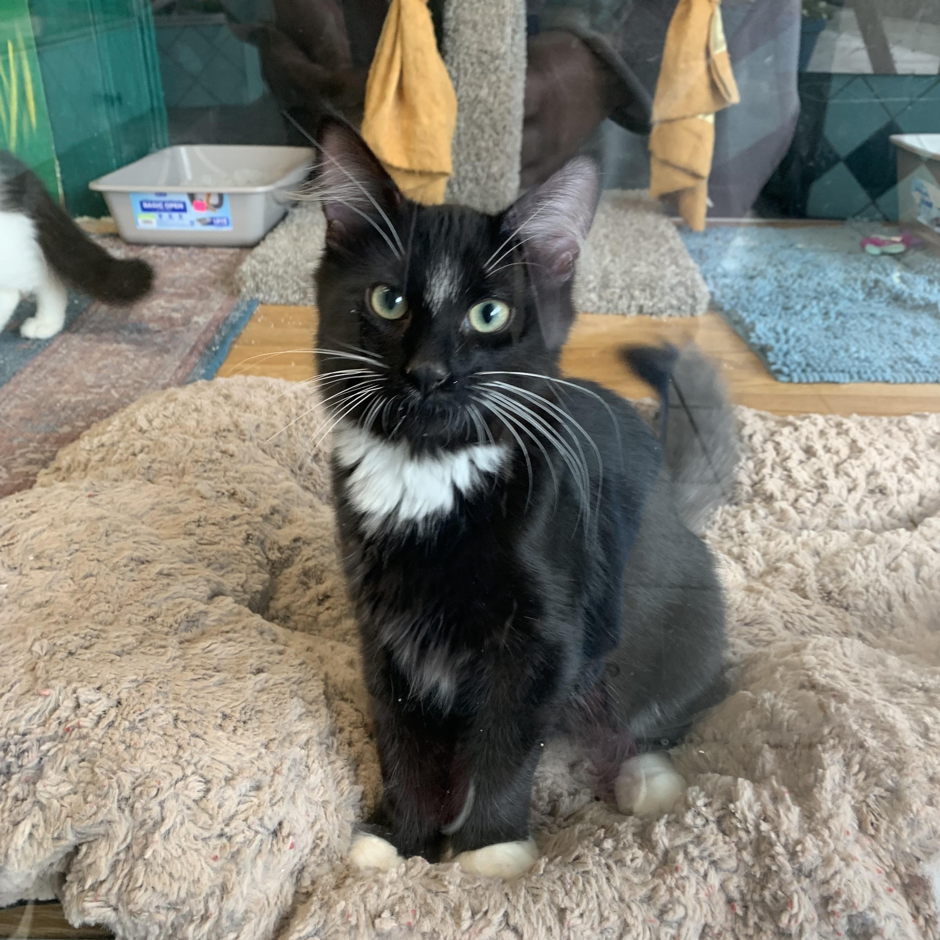 Tilly, adopted, Kitten Female Domestic Long Hair.