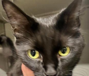 Coraline, Adoptable, Adult Female Domestic Medium Hair.