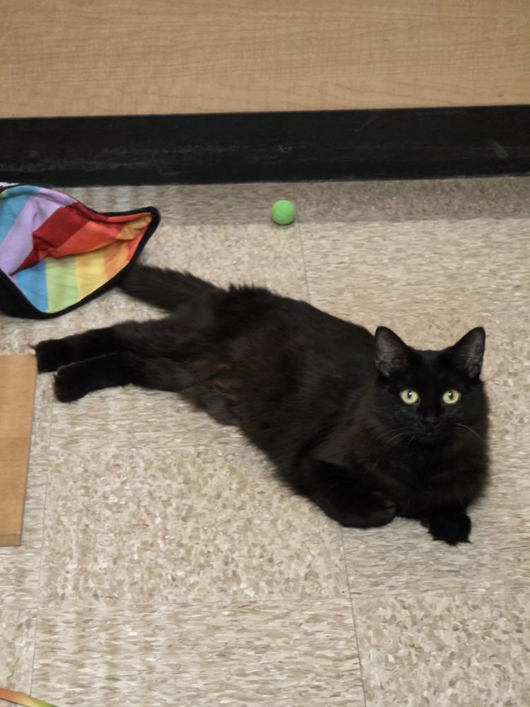 Enlarge Coraline, a Adoptable Domestic Medium Hair in Anoka, MN image 2/2