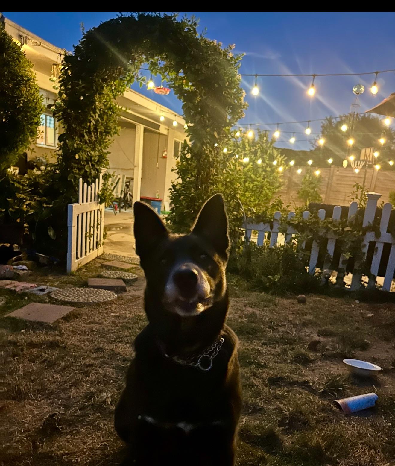 Miley, an adopted mixed breed in Cool, CA image 5/6