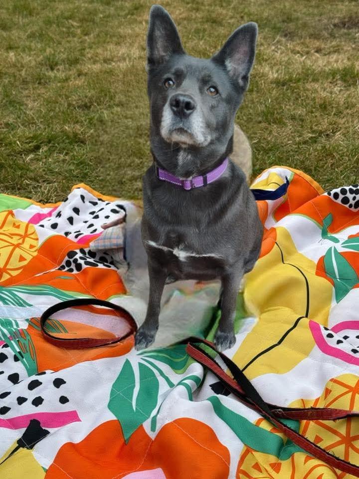 Miley, an adopted mixed breed in Cool, CA image 4/6