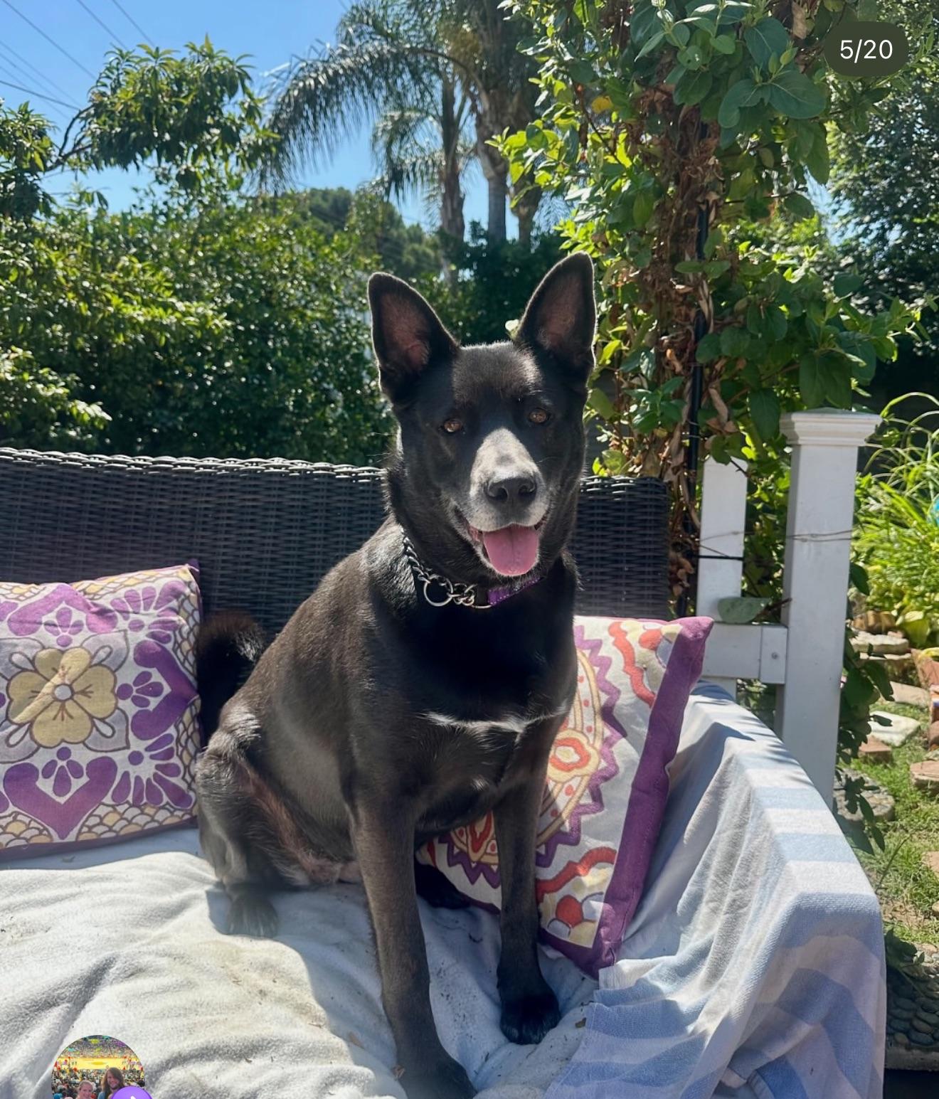 Miley, an adopted mixed breed in Cool, CA image 1/6