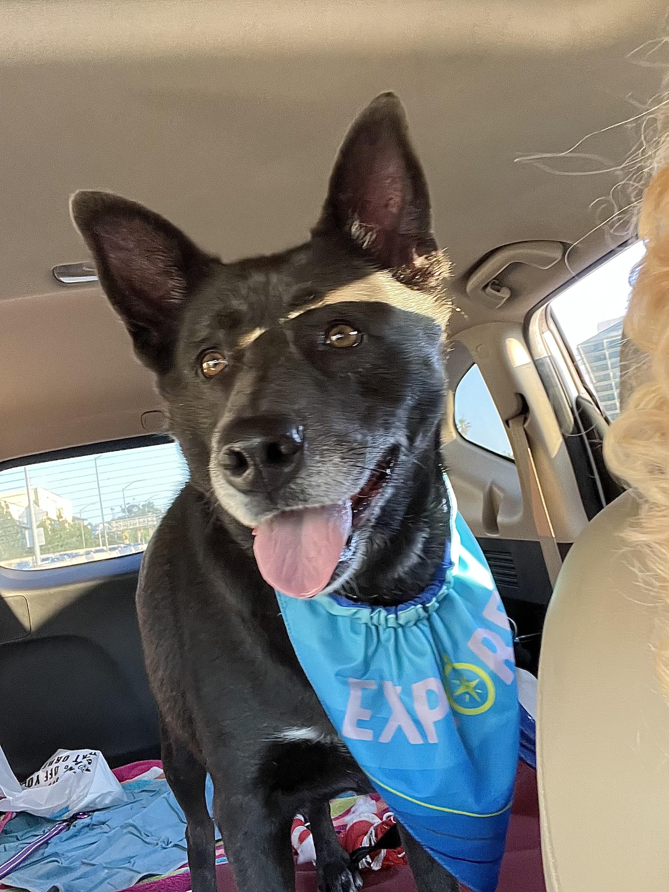 Miley, an adopted mixed breed in Cool, CA image 6/6
