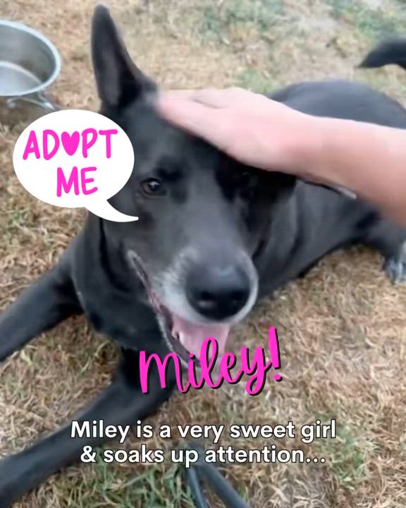 Enlarge Miley, an adopted mixed breed in Cool, CA video 2/6