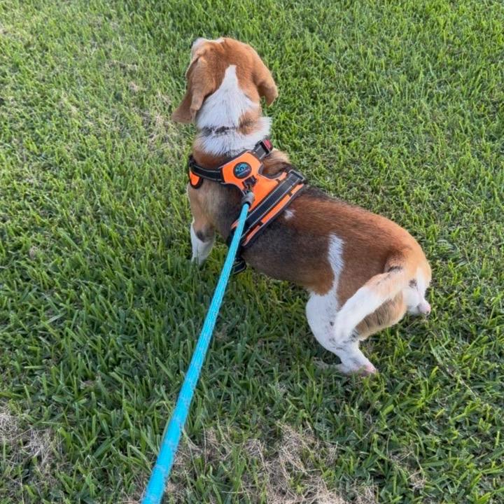 Bart, Adoptable, Adult Male Beagle & Basset Hound.