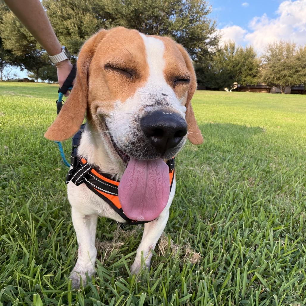 Enlarge Bart, a Adoptable mixed breed in Austin, TX image 2/5