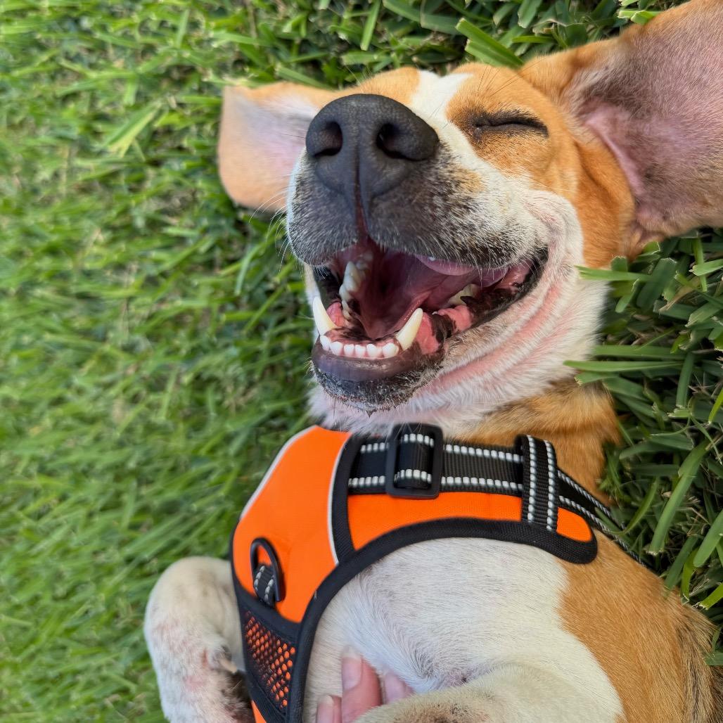 Enlarge Bart, a Adoptable mixed breed in Austin, TX image 4/5