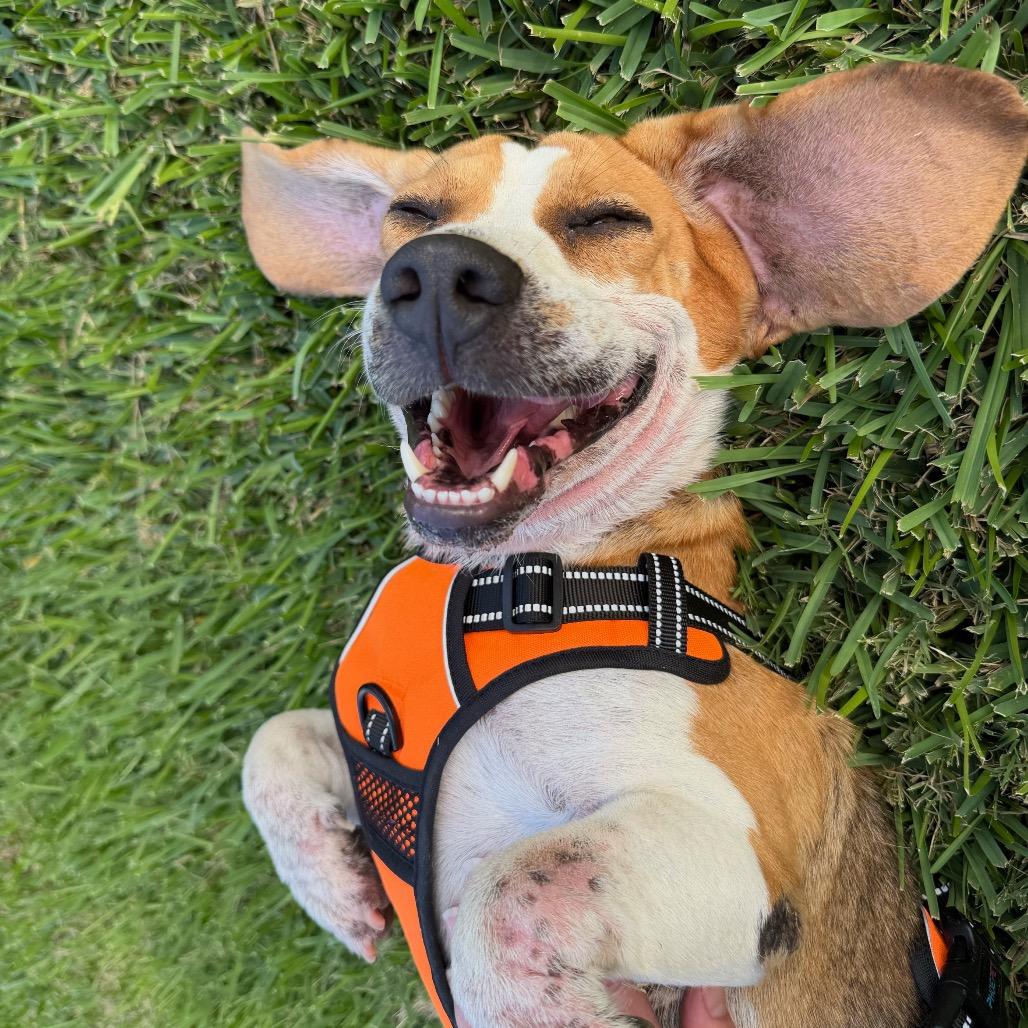 Enlarge Bart, a Adoptable mixed breed in Austin, TX image 5/5