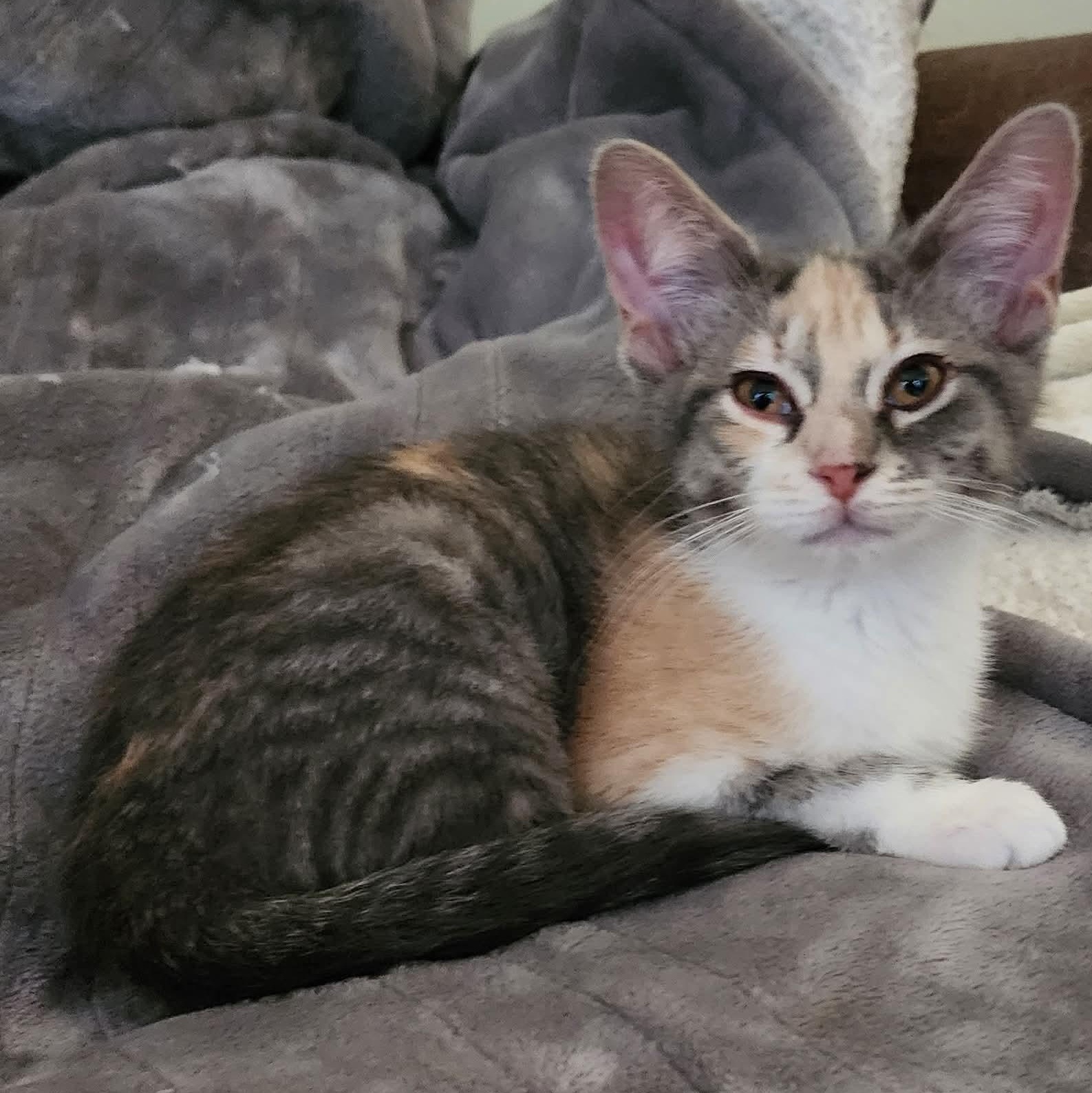 Cally