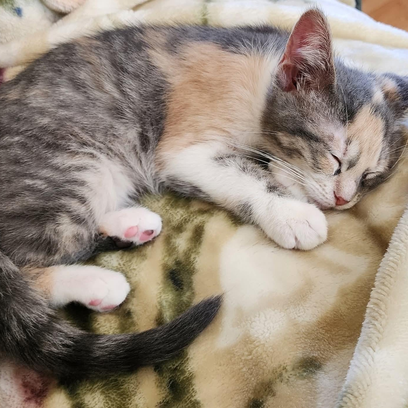 Cally