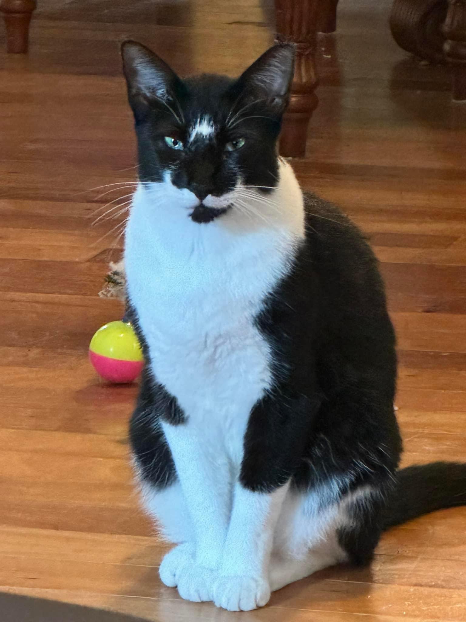 Enlarge Cleopatra Master Hunter Barn/House, a Adoptable Domestic Short Hair in CRYSTAL RIVER, FL image 2/2